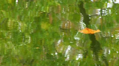 Leaf floating in Potomac Reflection of Trees Video stock 38876045