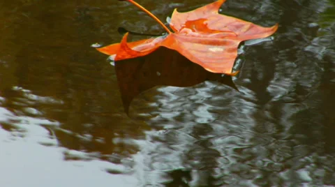 Leaf floating reflection water Fall Potomac Stock Footage 38875611