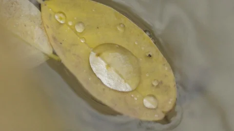 Leaf floating on the river Stock Footage 128189586