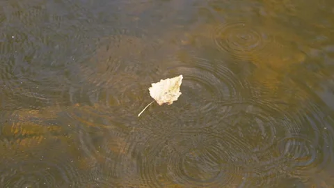 Leaf Floating in River, Rain Drops Stock Footage 293185927