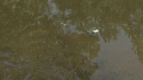 Leaf Floating in Stream and Rapids Stock Footage 77302020