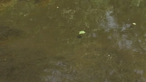 Leaf Floating in Stream and Rapids Stock Footage 77302088