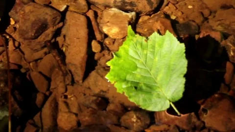 Leaf floating on stream Stock Footage 79695289