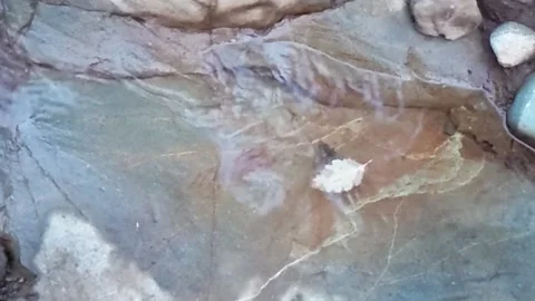 Leaf floating in stream Stock Footage 169066901