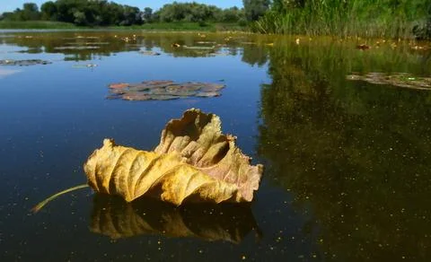 A leaf is floating on the surface of a pond Stock Photos