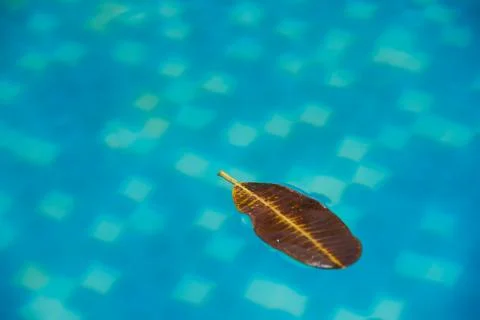 A leaf floating on swimming pool Stock Photos