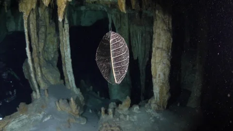 Leaf floating underwater in the sea Stock Footage 115861169