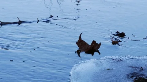 Leaf Floating On Water 4k Stock Footage 83683651