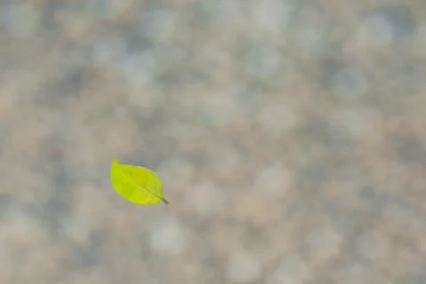 Leaf is floating on the water after rain Stock Photos