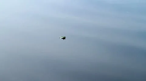 Leaf floating on water Stock Footage 8634136