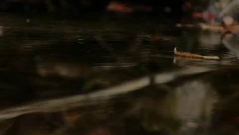 Leaf floating on water Stock Footage 10805377
