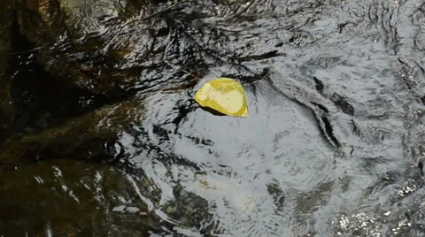 Leaf floating in the water Stock-Footage 33463832
