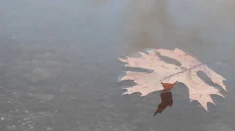 Leaf floating on water Stock Footage 44803218
