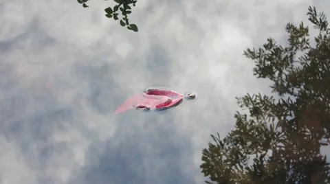 Leaf floating on water Stock Footage 56570677