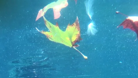 Leaf Floating in Water Stock Footage 98132293