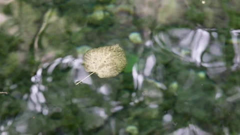 Leaf floating on the water Stock Footage 283461254