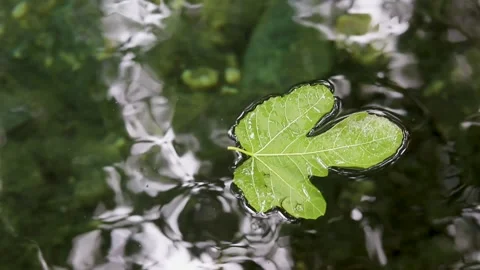 Leaf floating on the water Video stock 283461263