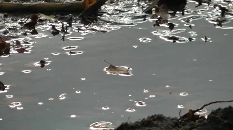 Leaf floating on water moving dark and moody Stock Footage 47103151