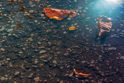 Leaf Floating on Water 库存照片