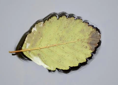 Leaf floating in water Stock Photos