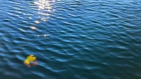 Leaf Floating on the Water with Sun Reflection Stock Footage 111697988