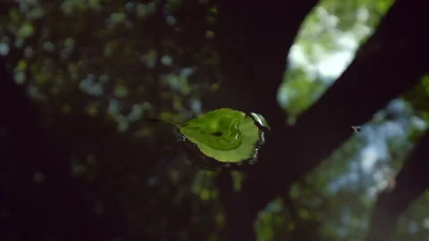 Leaf floating on water surface of small stream with trees reflecting in water. Stock Footage 139191137