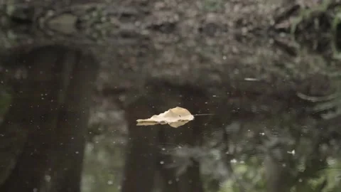 Leaf floating in water (track) Video stock 145571970