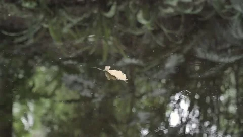 Leaf floating in water (Tripod) Video stock 145572081