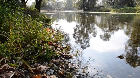 A leaf floats pushed Stock Footage 100111837