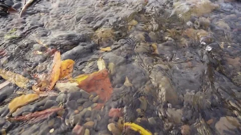 The leaf floats in a stream of water slow motion Stock Footage 82614741