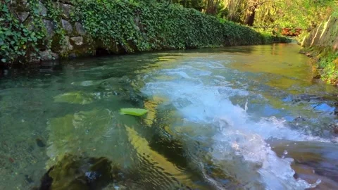 Leaf floats on the water Stock Footage 310300358