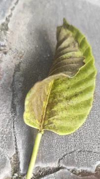 Leaf on the flor 스톡 사진