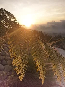 Leaf flower beautiful Stock Photos