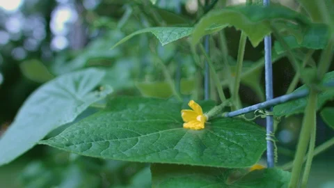 Leaf With Flower Being Watered 4k Stock Footage 94065686