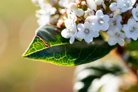 Leaf with flowers on it Stock Photos