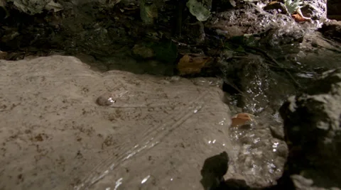 Leaf Flowing down stream Video stock 33268280