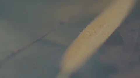 Leaf flowing in pond Stock Footage 99880672