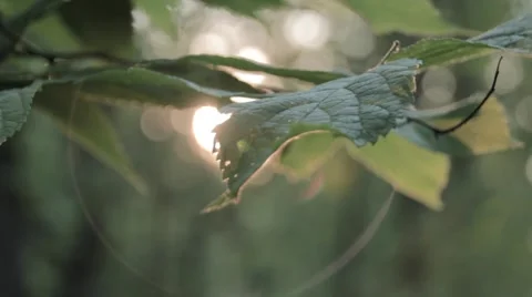 Leaf focus pull Stock Footage 41212654