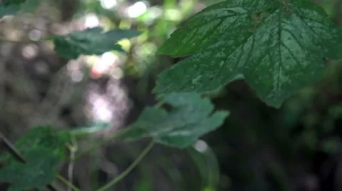 Leaf focus pull, nature cut away Stock Footage 65408014