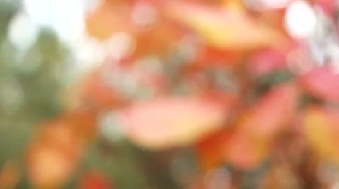 Leaf Focusing on the foreground Stock-Footage 52710238