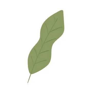 Leaf foliage botanical Stock Illustration
