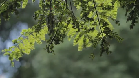 Leaf foliage in tree Stock Footage 146334818