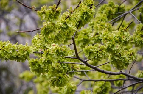 Leaf foliage tree texture in wild nature Stock Photos