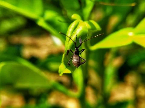 Leaf foot beetle Stock Photos