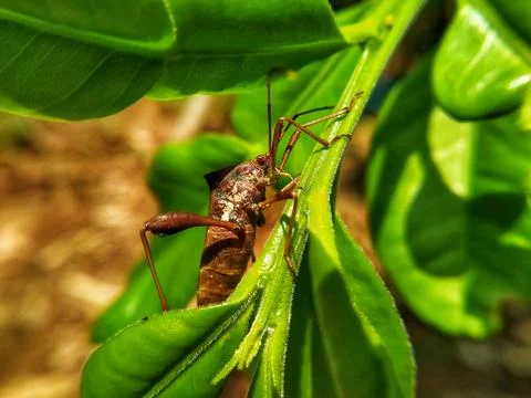 Leaf foot beetle Stock Photos