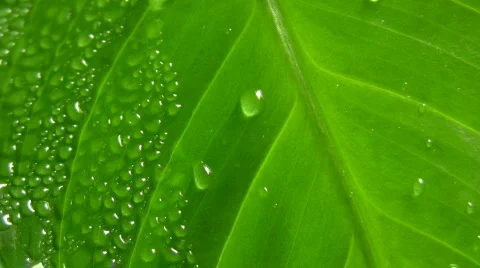 Leaf Stock Footage