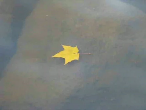Leaf Video stock 415610