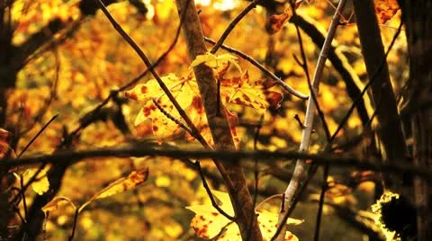 Leaf Stock Footage 8918461