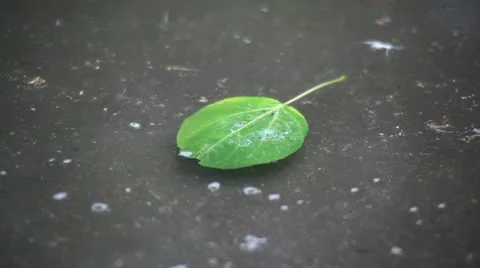 Leaf 動画素材 10684958