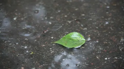 Leaf 動画素材 10684967